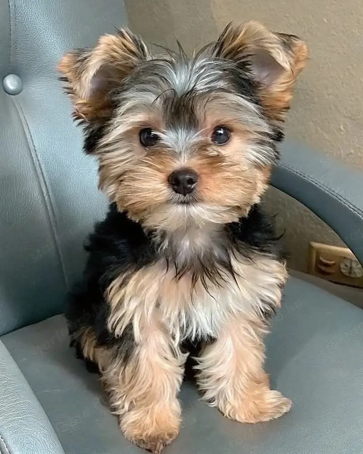 Yorkshire terrier szuka 