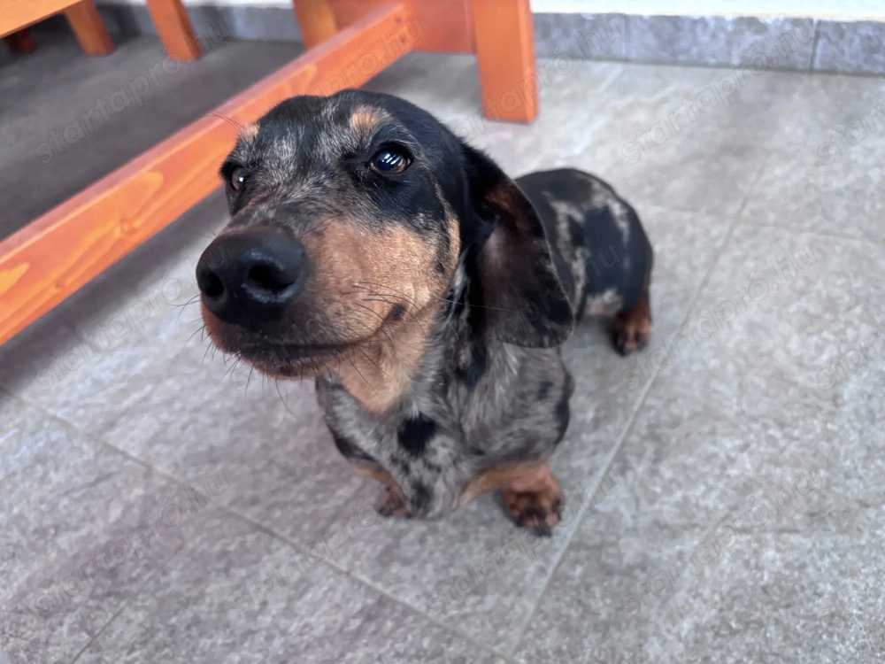 Tacskó kisfiú kutya eladó