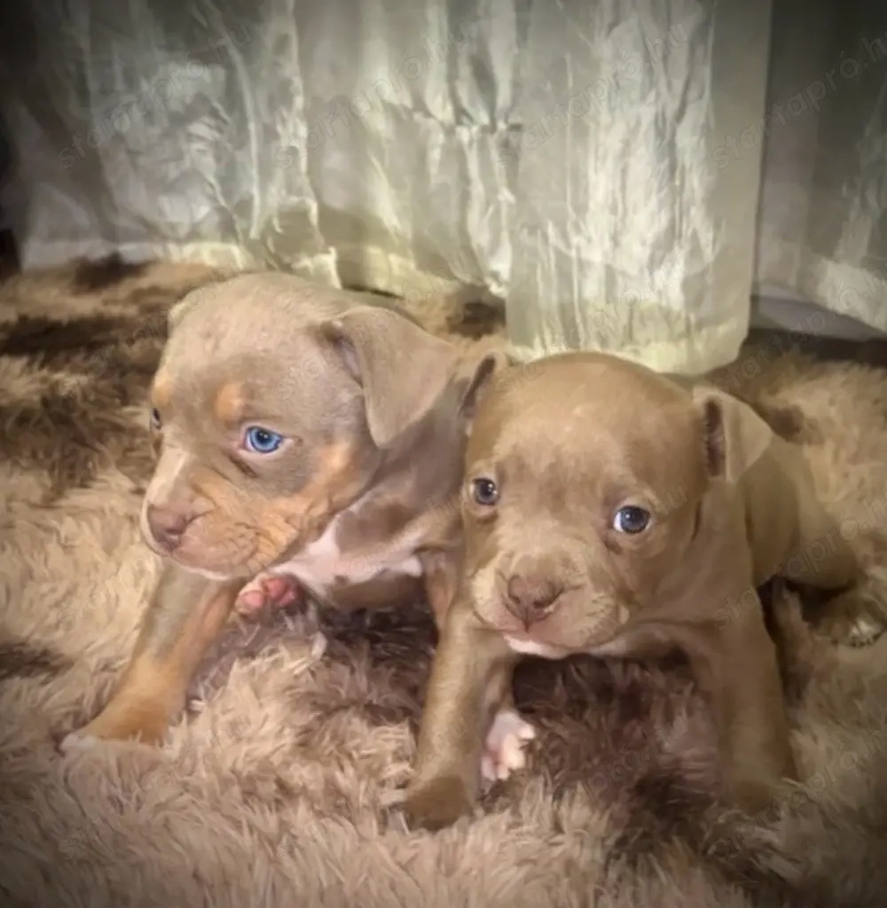 Amerikai Stafford kis kutya 