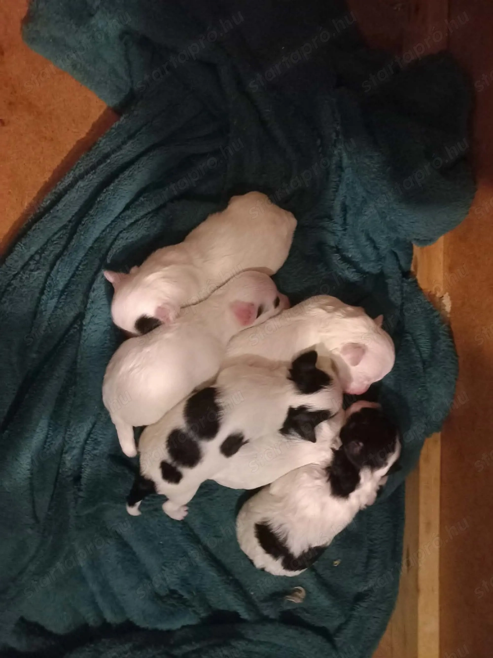 Bichon Havanese kiskutyák Foglalozhatók