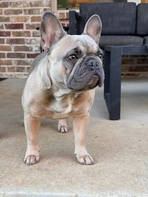 Francia bulldog lányok 