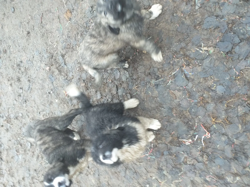 Kaukázusi kölykök eladók