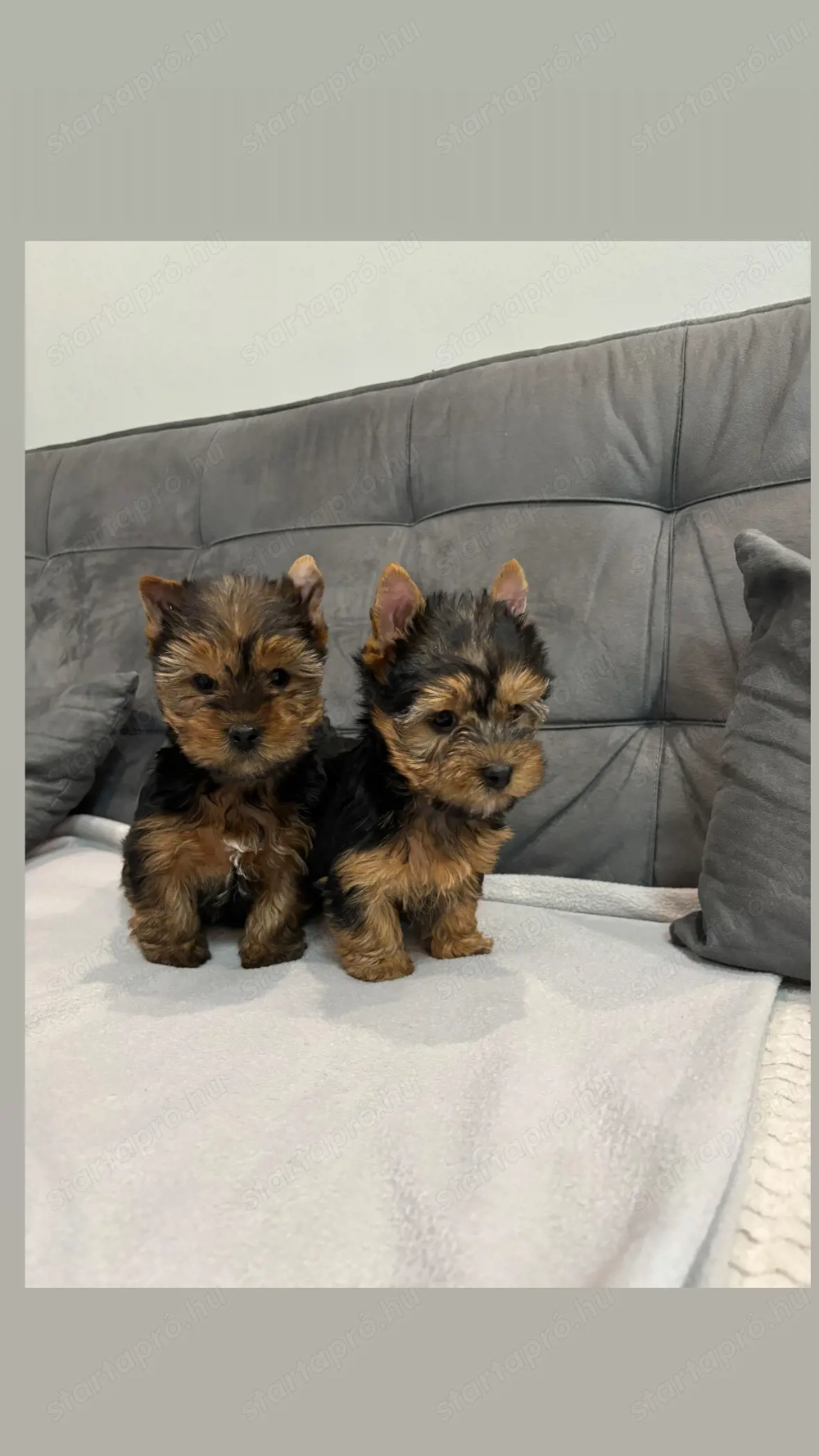 Yorkshire terrier kis kutyák