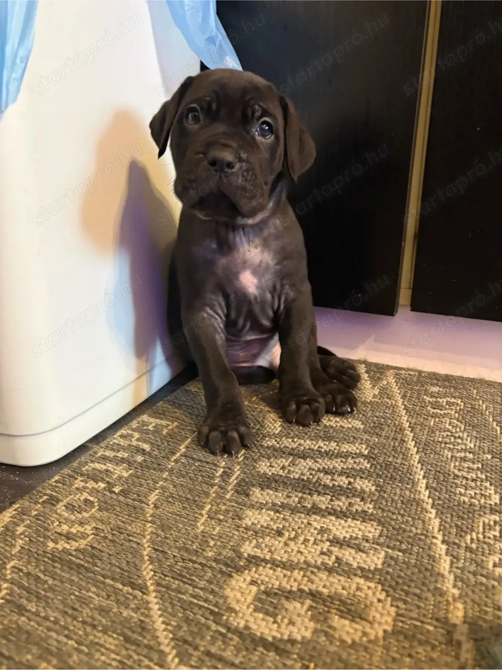 cane corso kislanyok