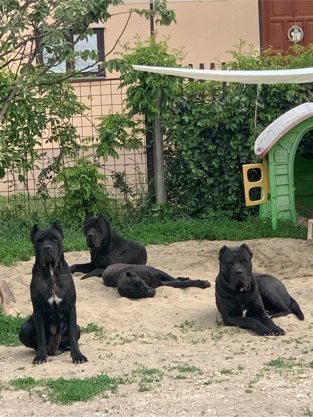 Cane corso babák