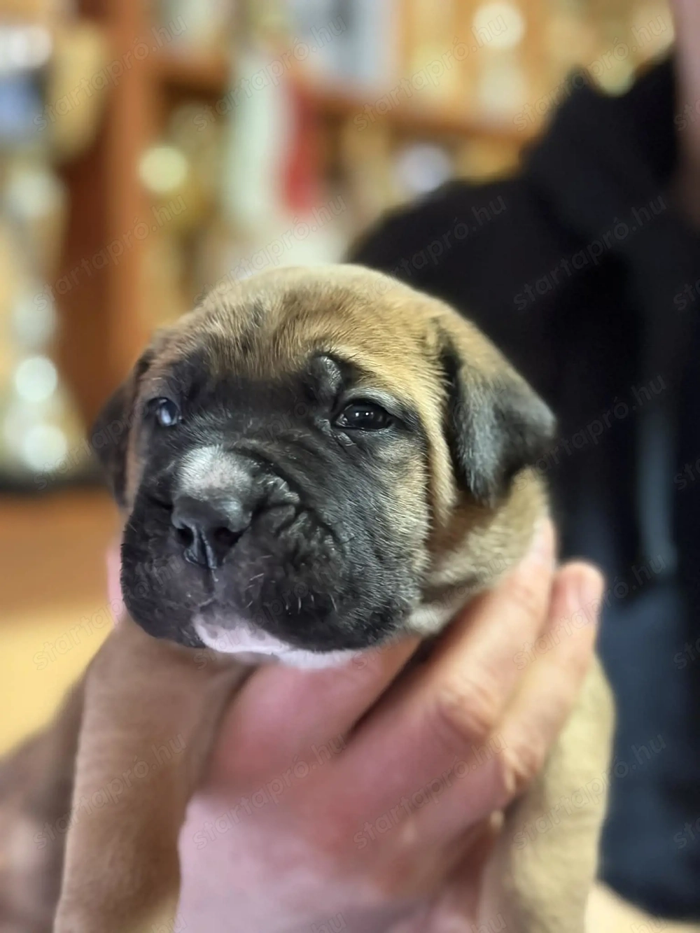 Cane Corso fulvo kölyök kan Euch, Wch vonallal tenyésztői garanciával eladó csak komoly érdeklődőkne