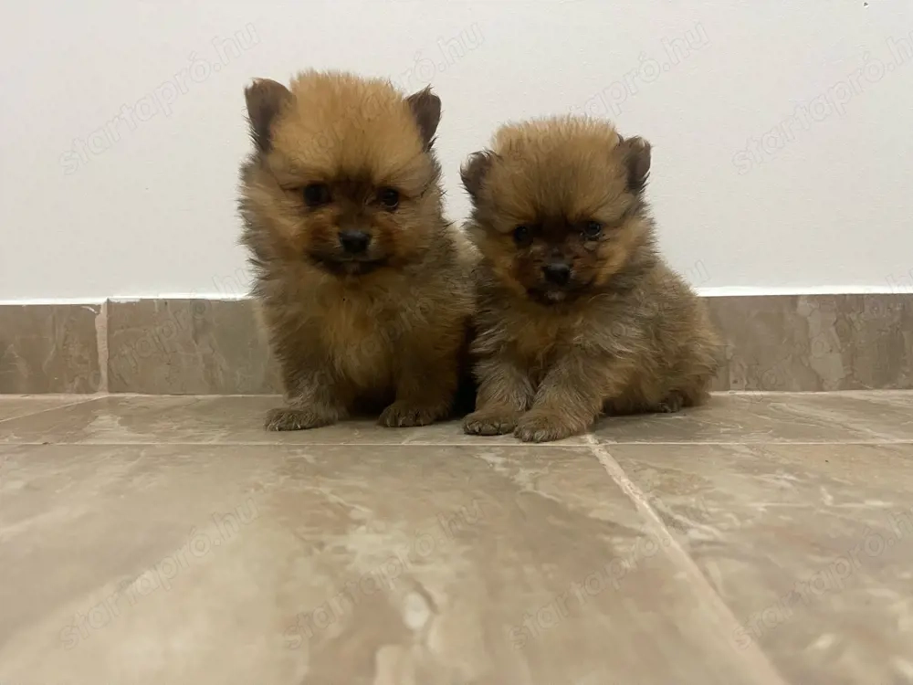 Pomerániai Törpe Spitz kiskutyák