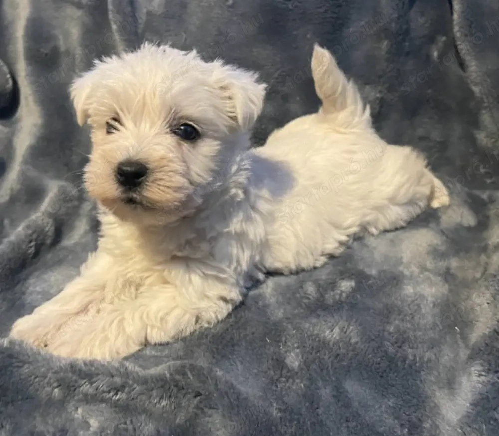 Ritka Szép Westie kiskutyák