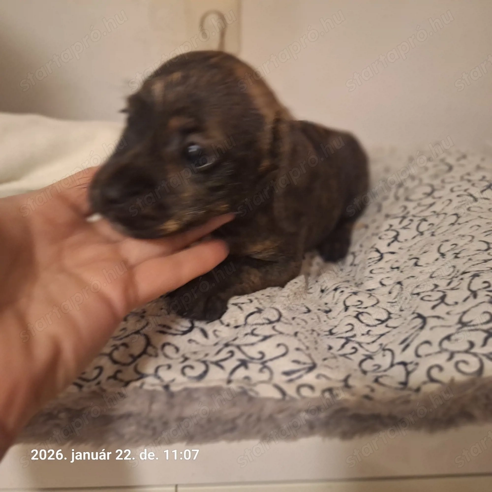 Tacsi, Francia Bulldog keverék kan kölyök