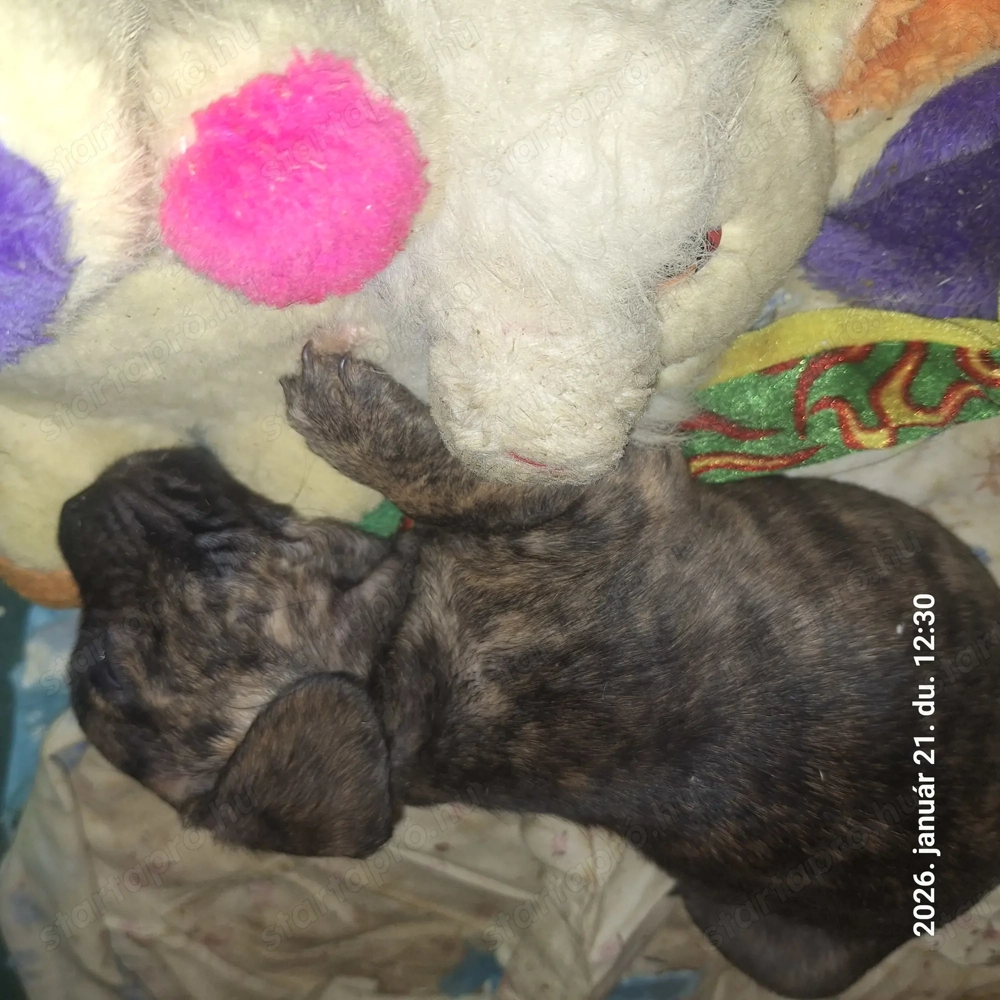 Tacsi, Francia Bulldog keverék kan