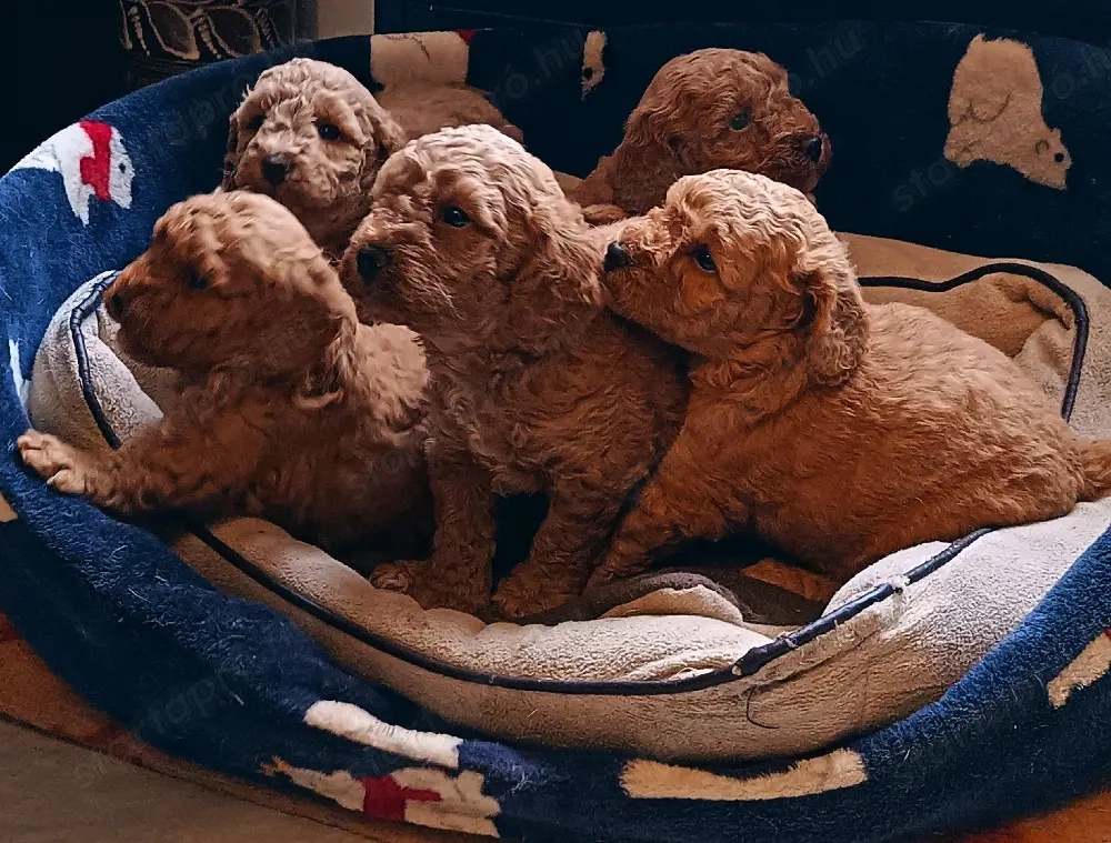 Törpe uszkár babák 