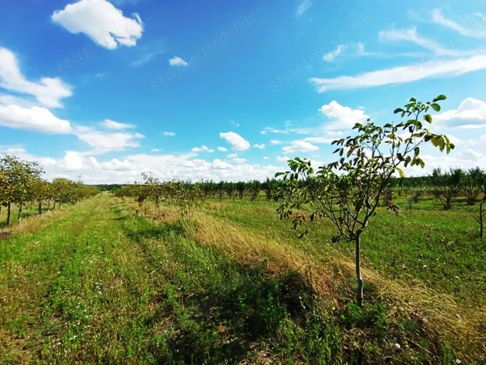 Eladó 8.2 Hektár mezőgazdasági terület Sződön a természet és a fejlődés határán.  
