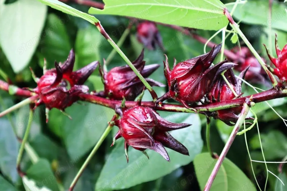 Hibiszkus sabdariffa Tea hibiszkusz