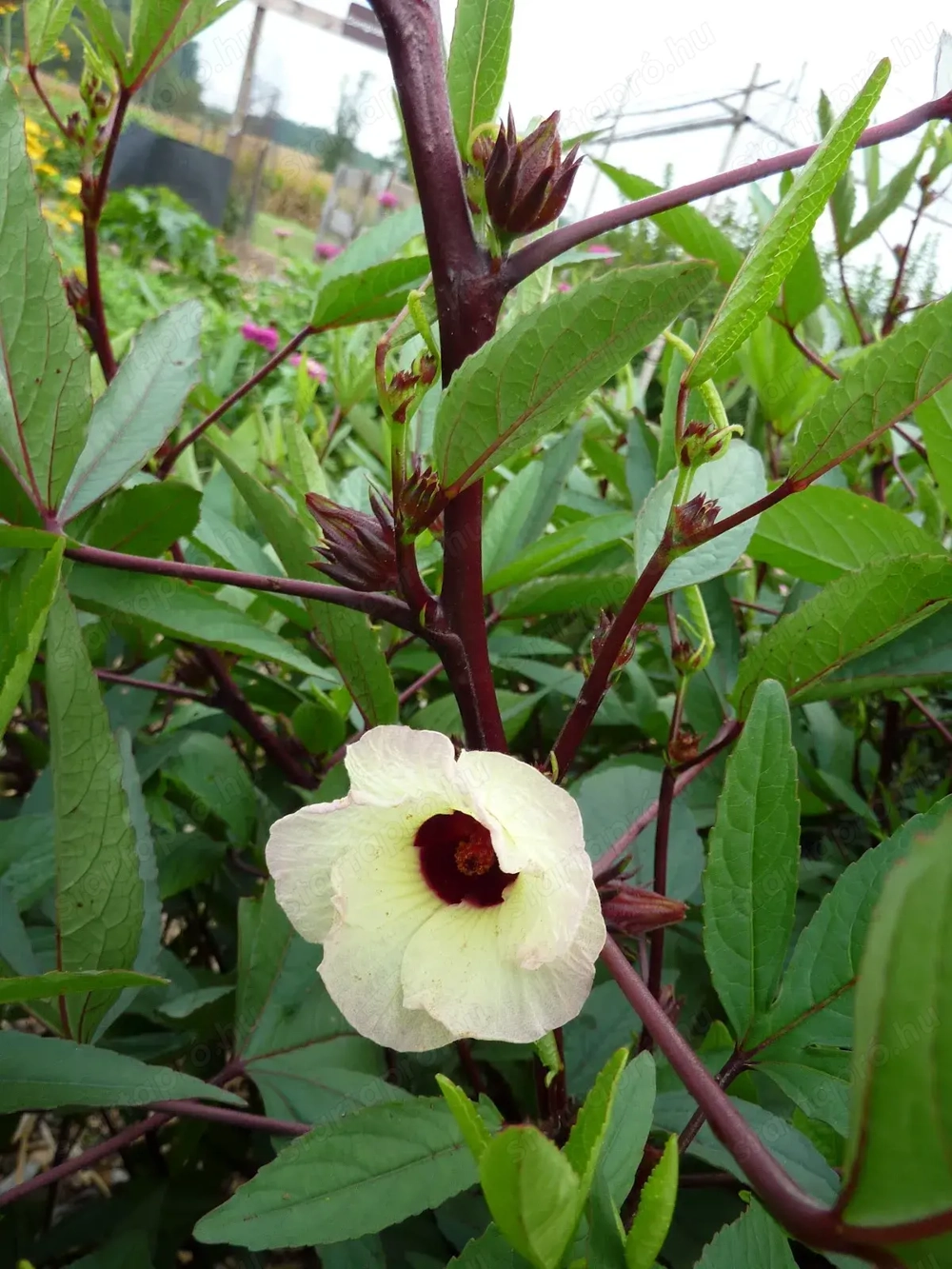 Varjúmák (Hibiscus trionum) magok
