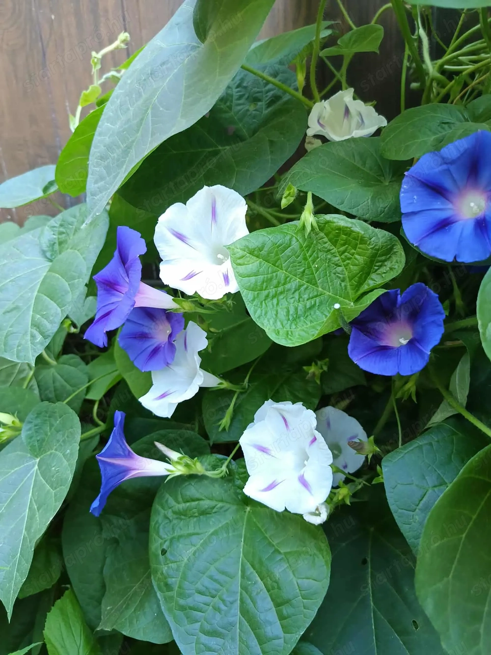 Nagyvirág Színes hajnalka mag 