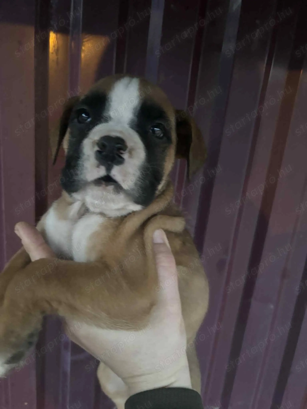 Német Boxer Kiskutya