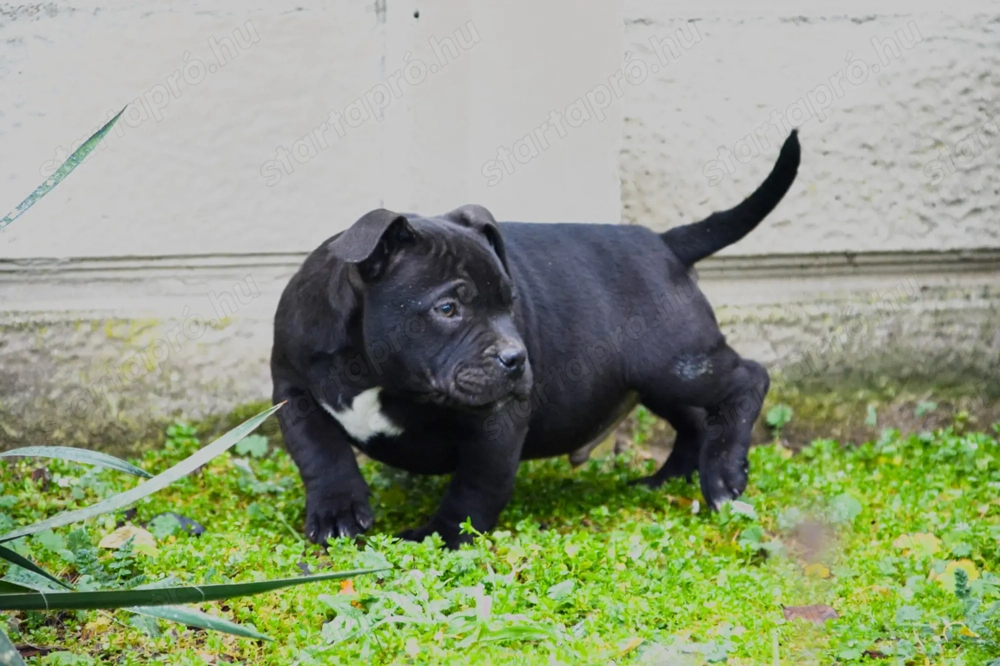 American bully kiskutya abkc 