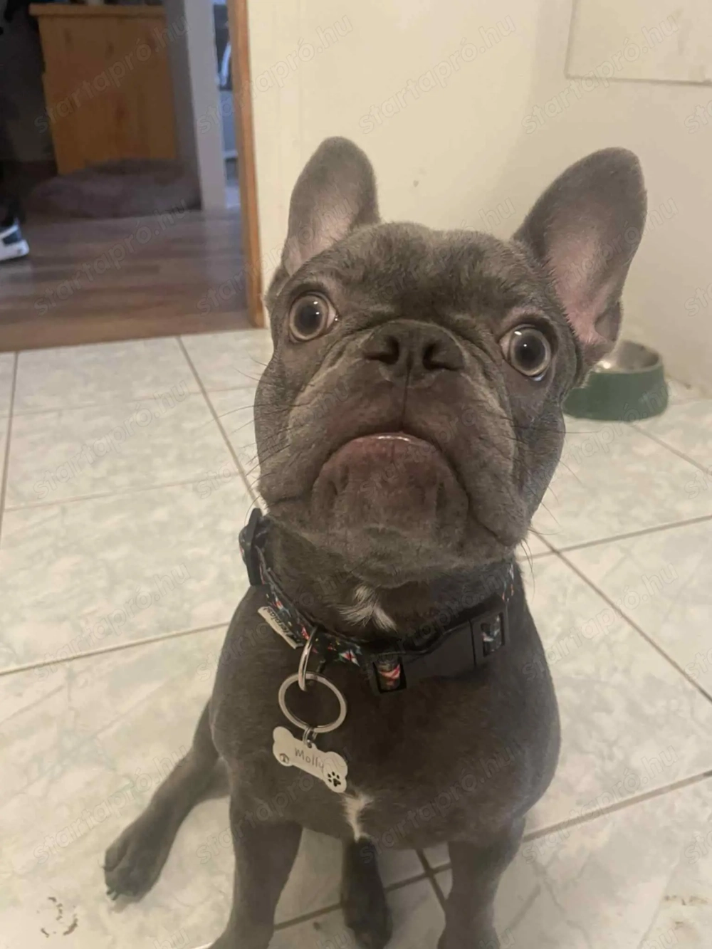 Eladó francia bulldog kislány 