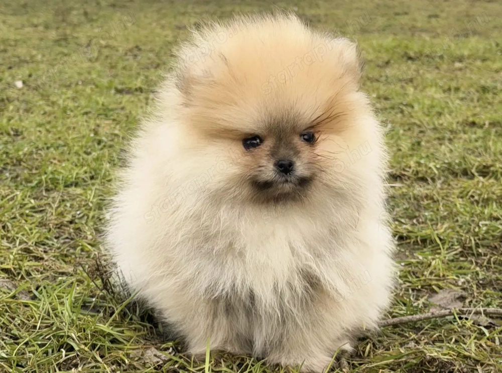 Pomerániai törpe spitz kislány