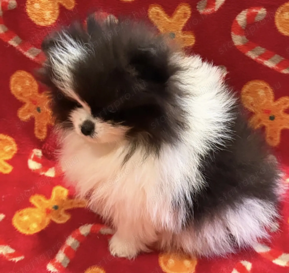 Pomerániai törpe spitz fiú
