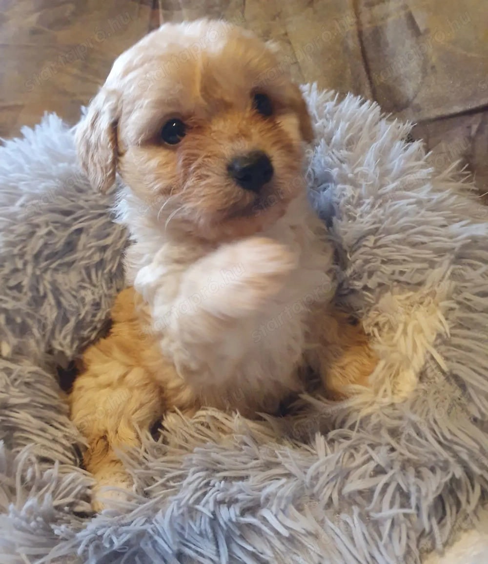 Maltipoo kiskutyák 3.oltással-chippel