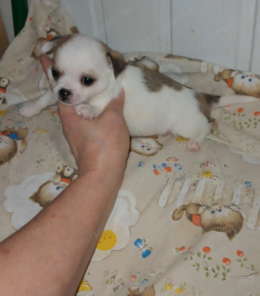 Tündéri csivava kisfiúk