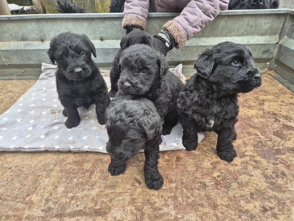 Fekete Óriás Schnauzer kiskutyák eladók