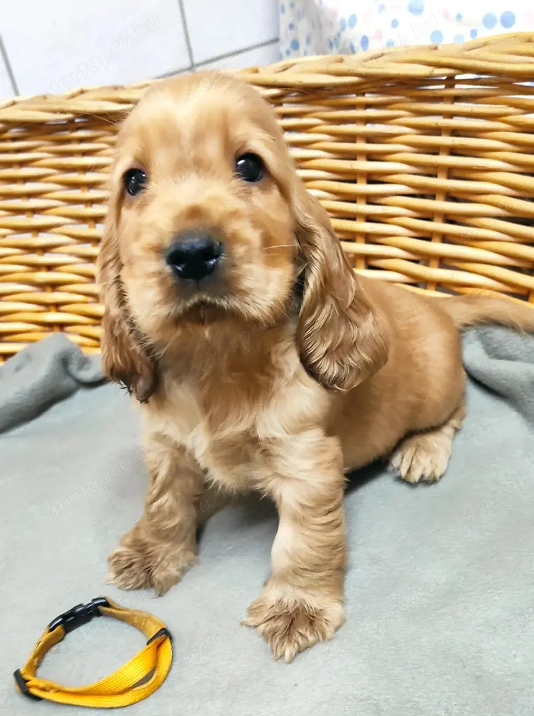 Angol Cocker Spániel kölykök eladók!