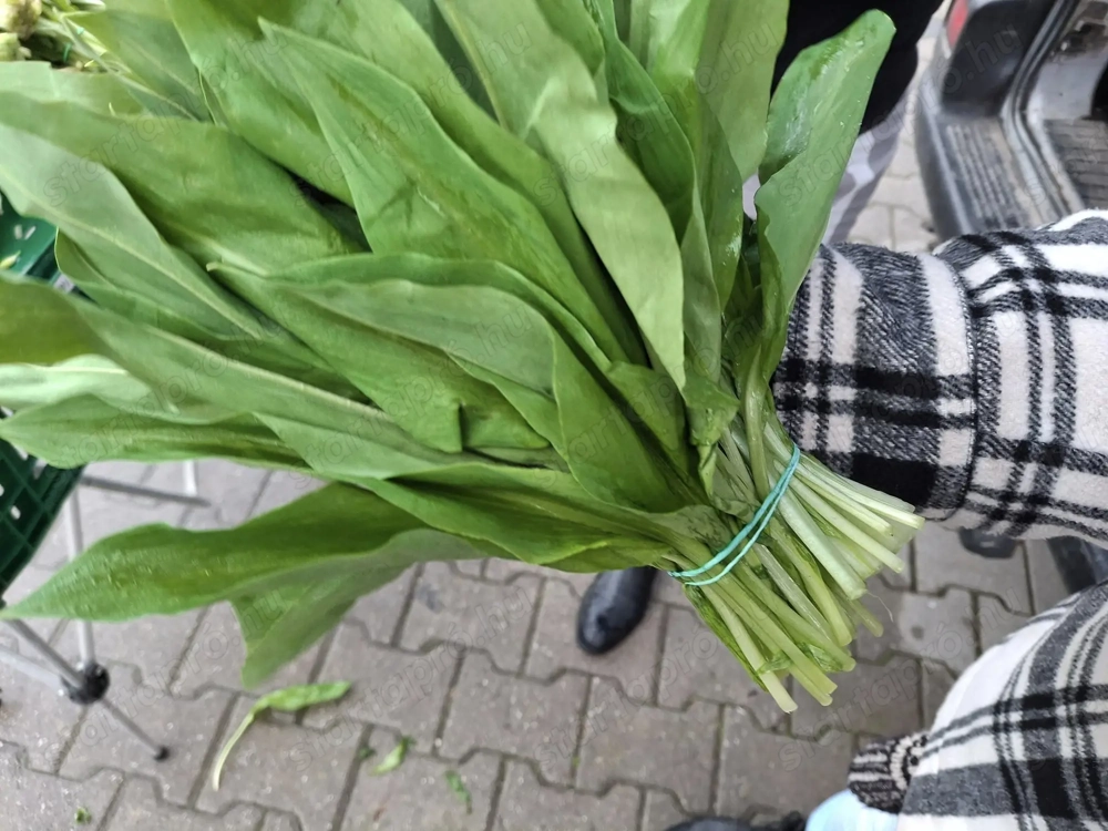 Marciustól medvehagyma eladó