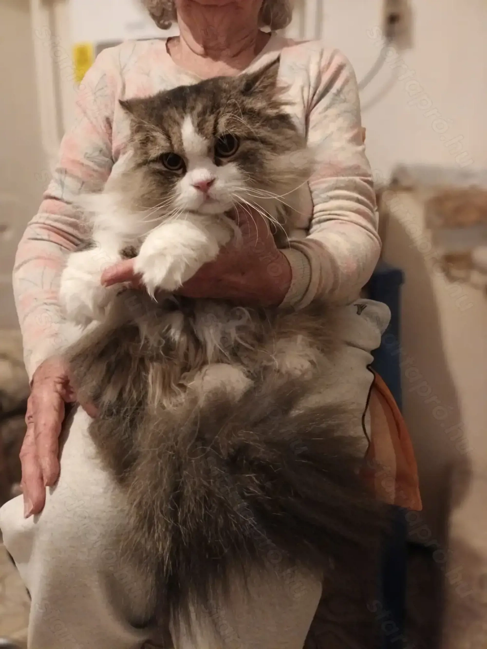 Perzsa kandurka eladó!!