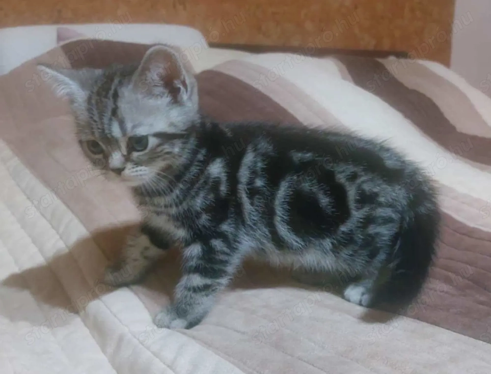 Brit rövid szőrű fekete-ezüst tabby kislány cica eladó.