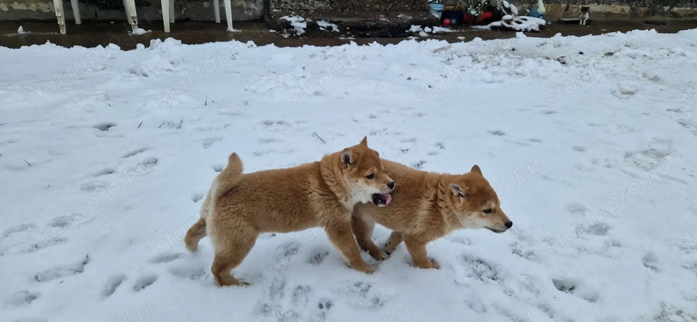 Shiba inu babák