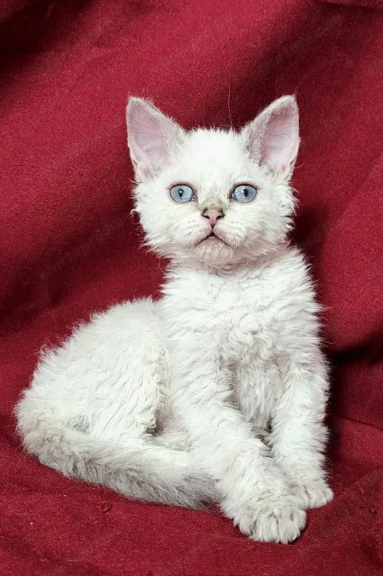 Foglalhatók a Selkirk King tenyészetből Selkirk Rex göndör szőrű cica babák. 