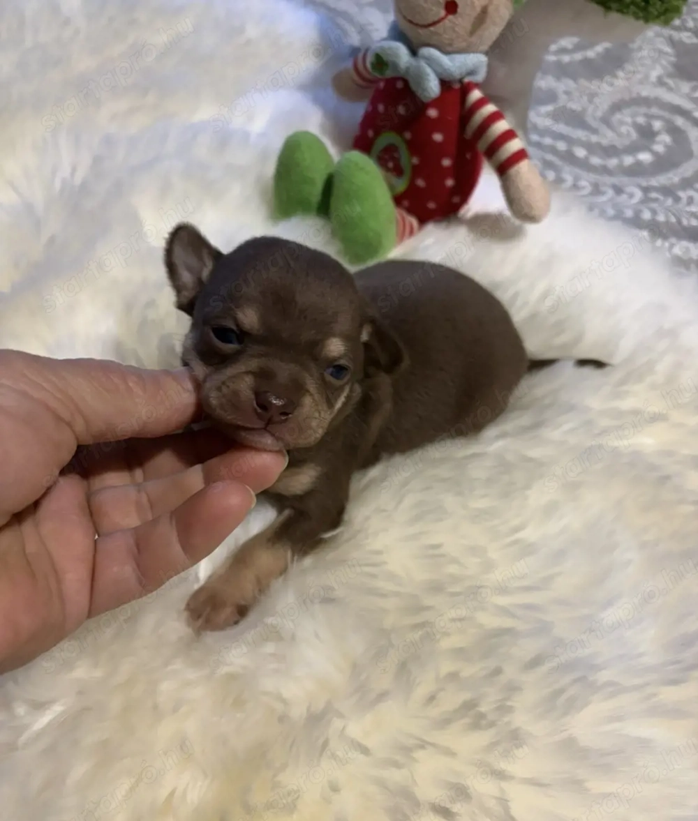 csokolade színű Csivava kisfiu és kislány