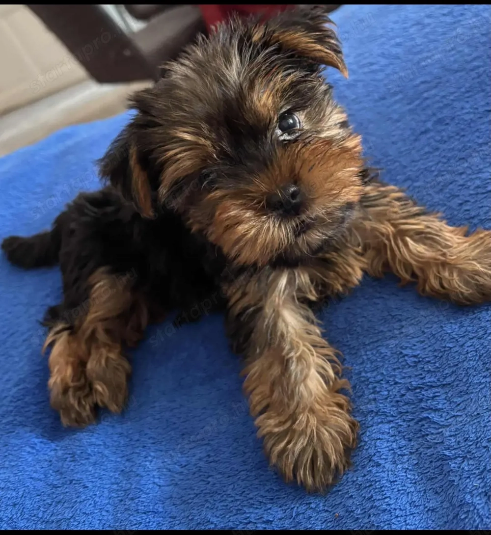 Yorki lányok szürke cser szülők 