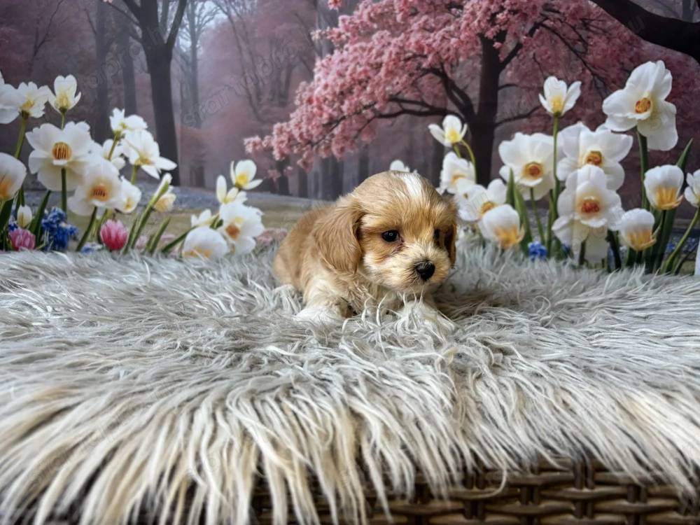 Maltipoo kiskutyák gazdit keresnek