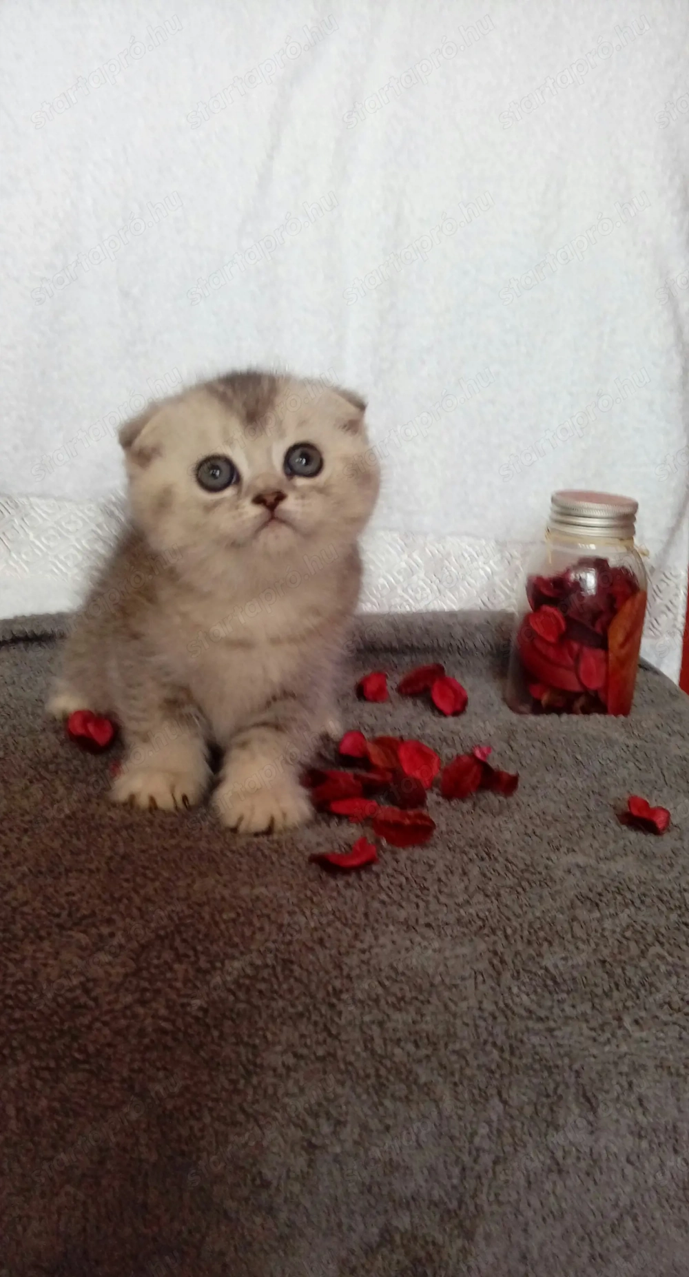 Skót lógófülű kiscicák előjegyezhetőek