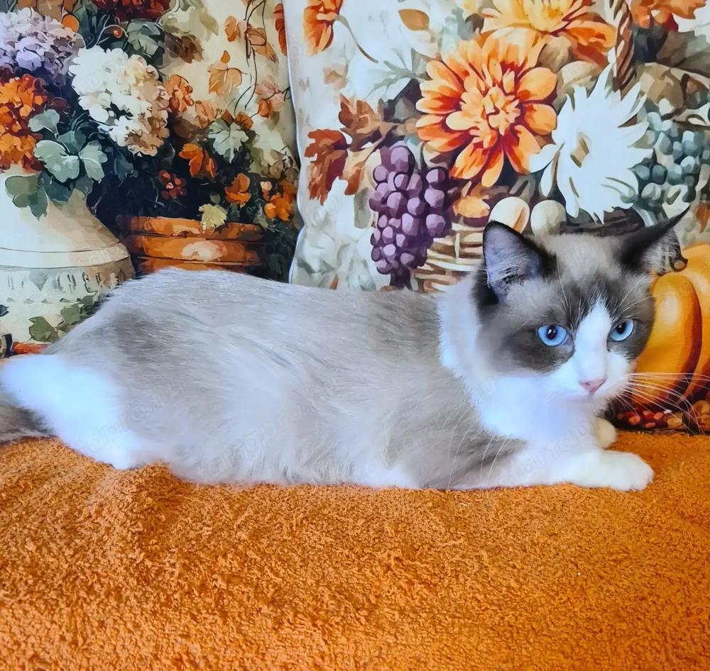 Törzskönyvezett szülőktől, Ragdoll kandúrok!