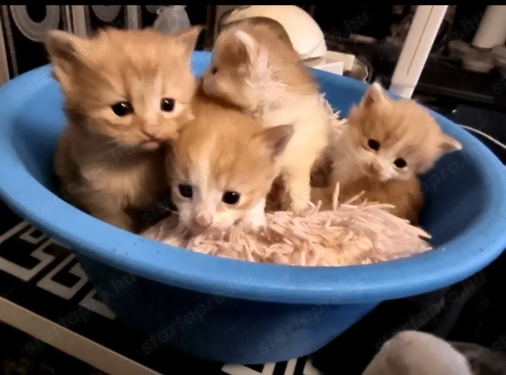 Perzsa és Manie Coon 2 -hetes macskák.