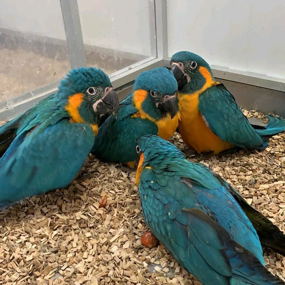Termékeny papagájtojások és papagájfiókák kaphatók.