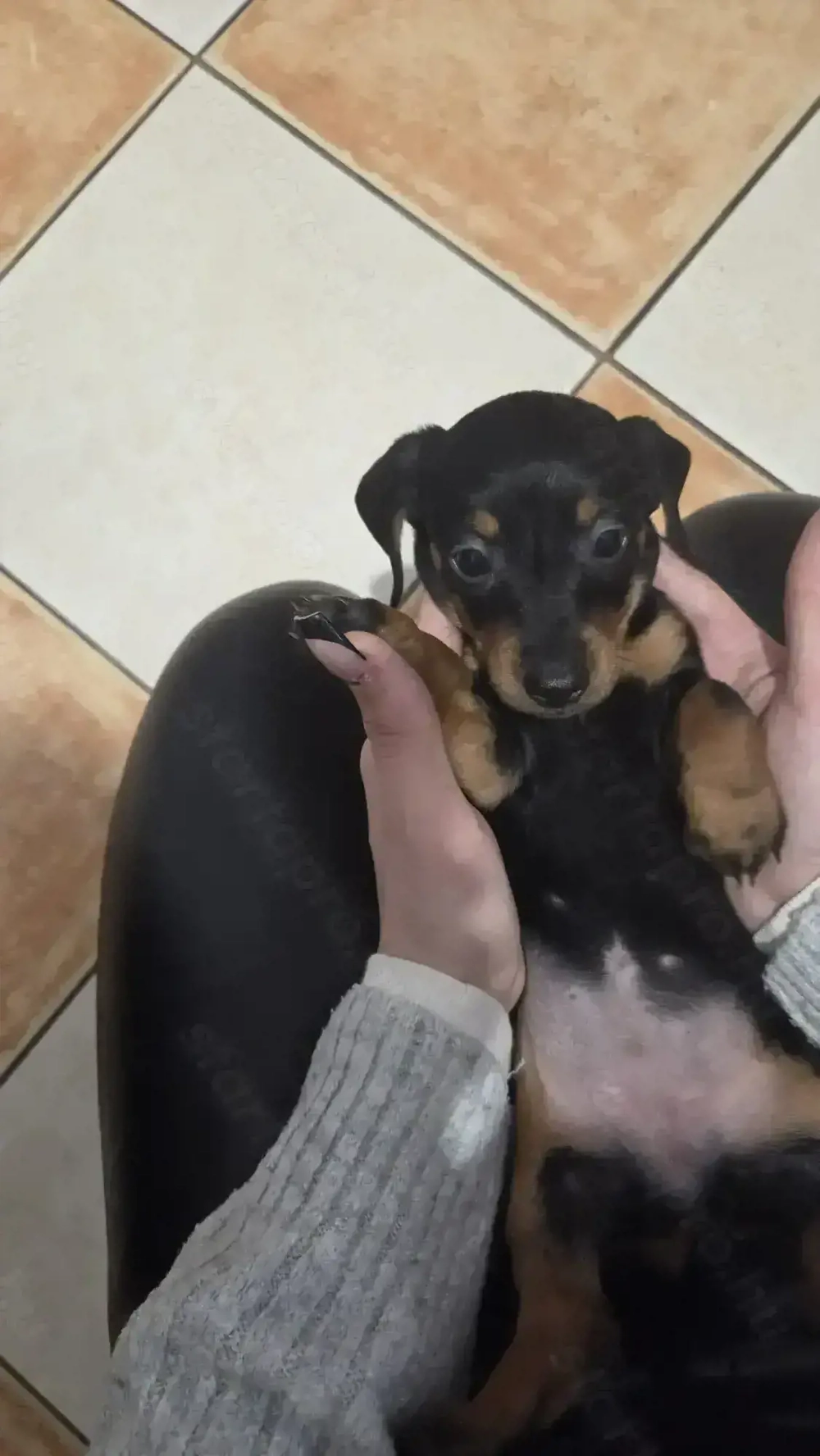 Fajta Tiszta Törpe Tacskó