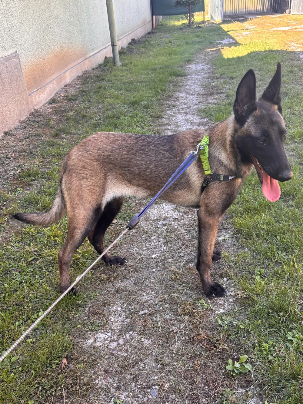 Malinois szuka Őrzésre eladó