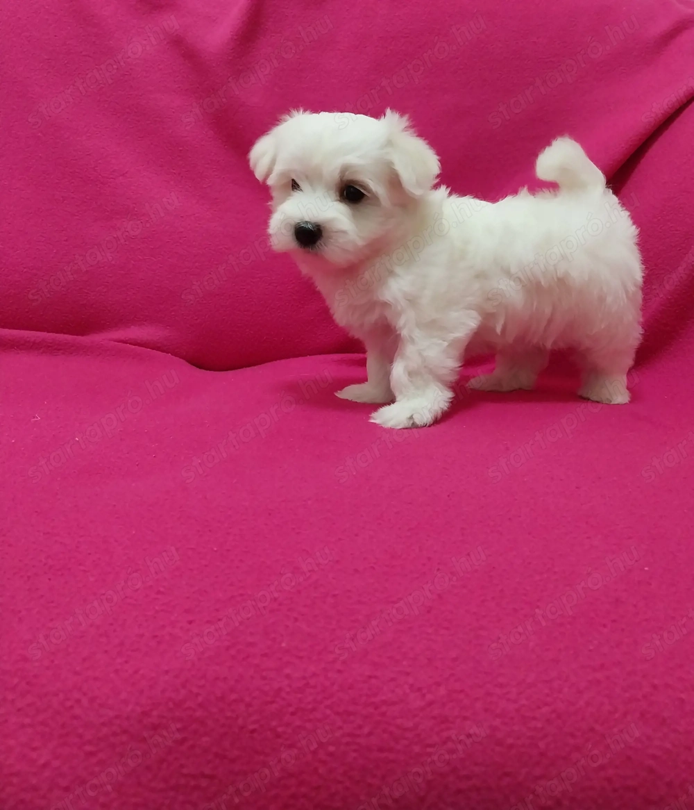 Máltai selyem fiúcska