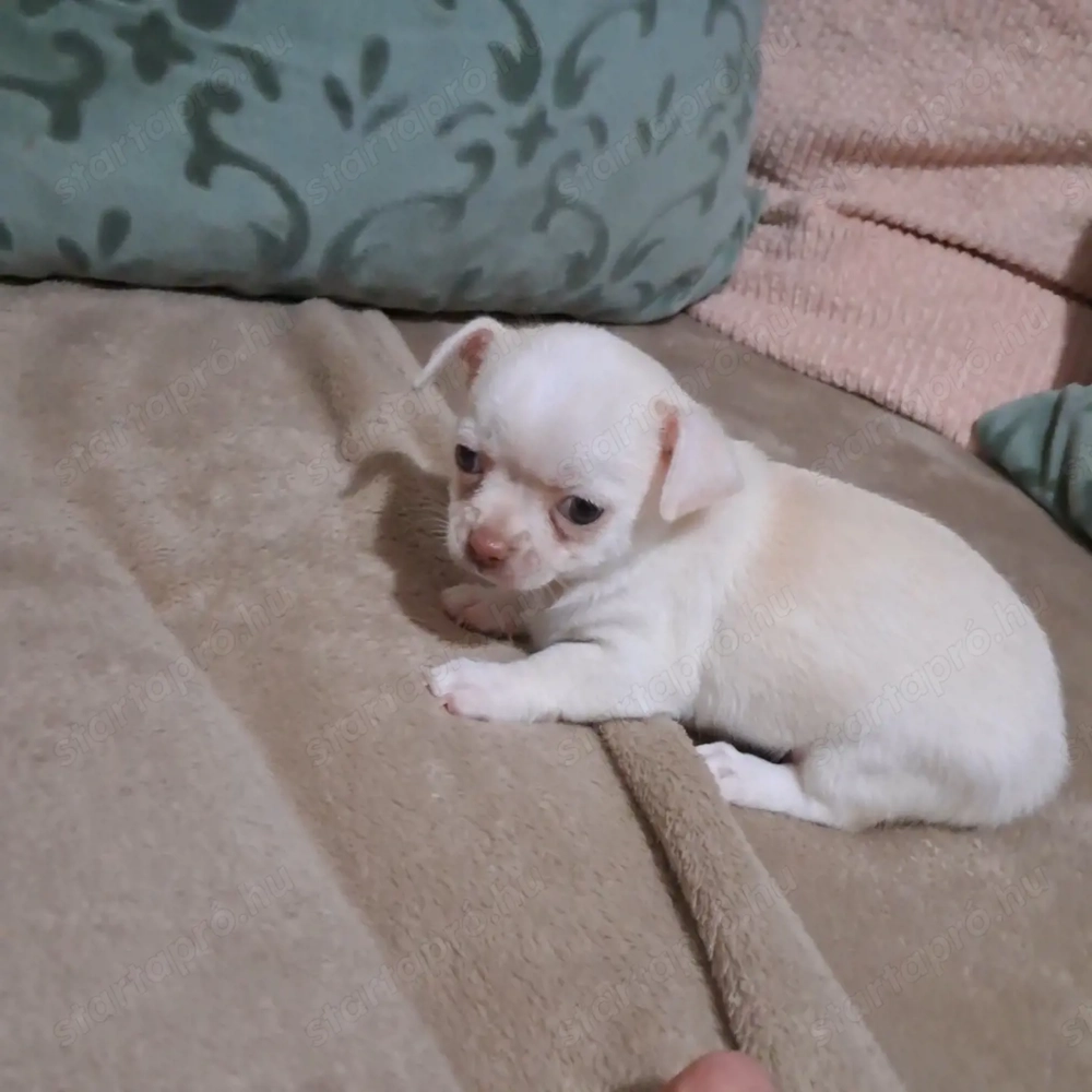  tündéri Csivava kisfiú