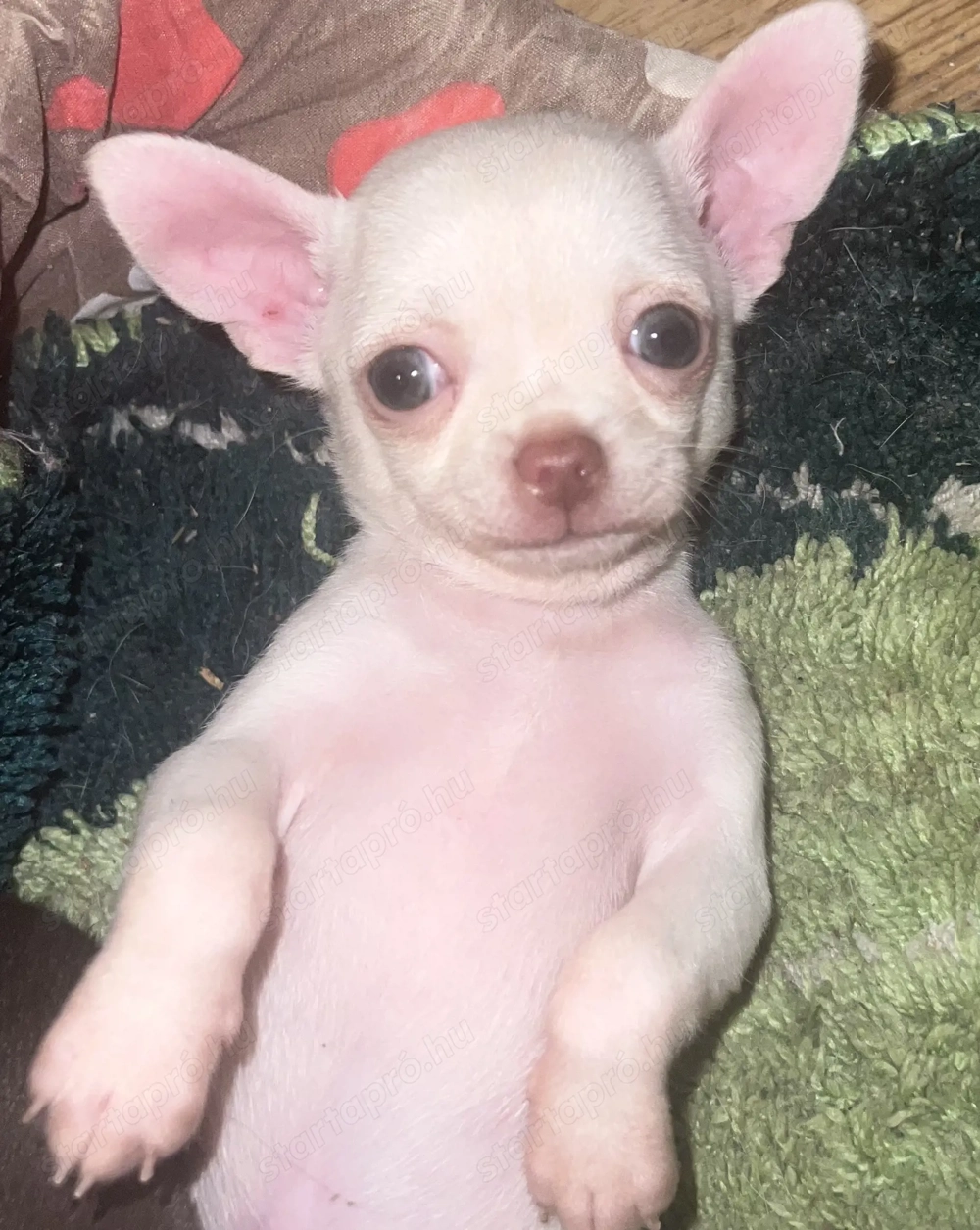 Gyönyörű mini csivava kölykök eladóak