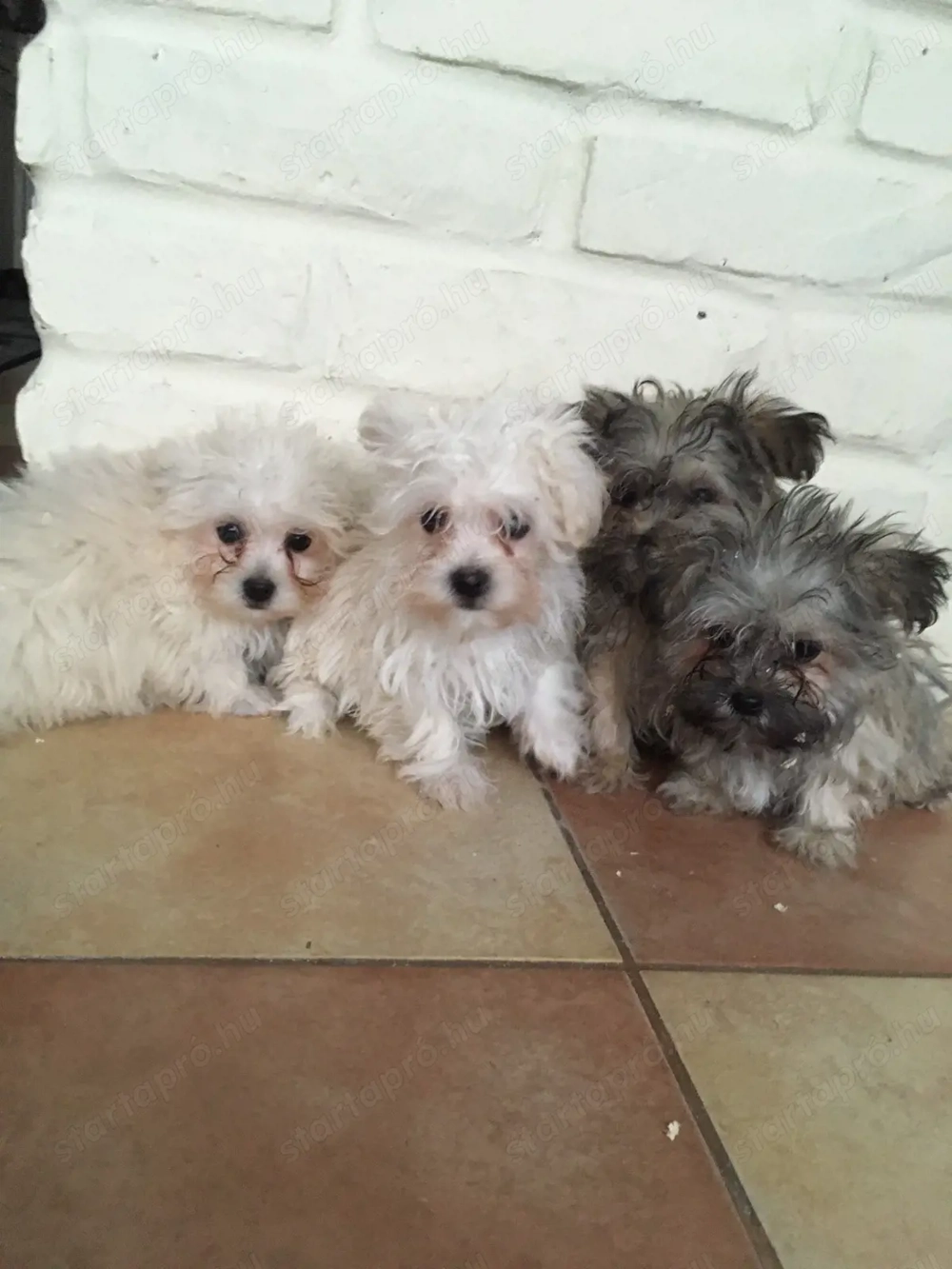 Bichon havanese kiskutyák