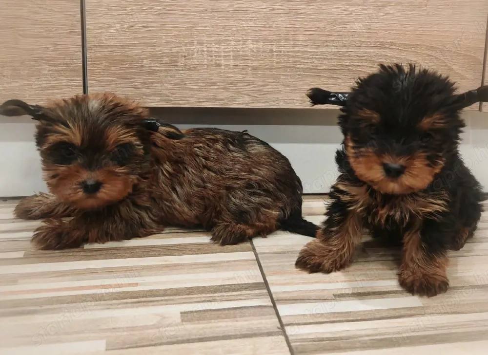 Ritka ocean Pearl yorki kiskutyák