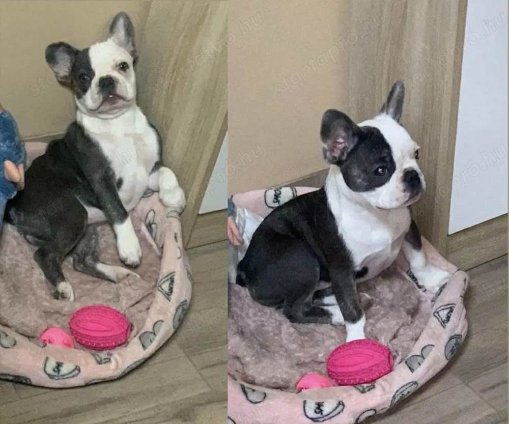 Eladó francia buldog