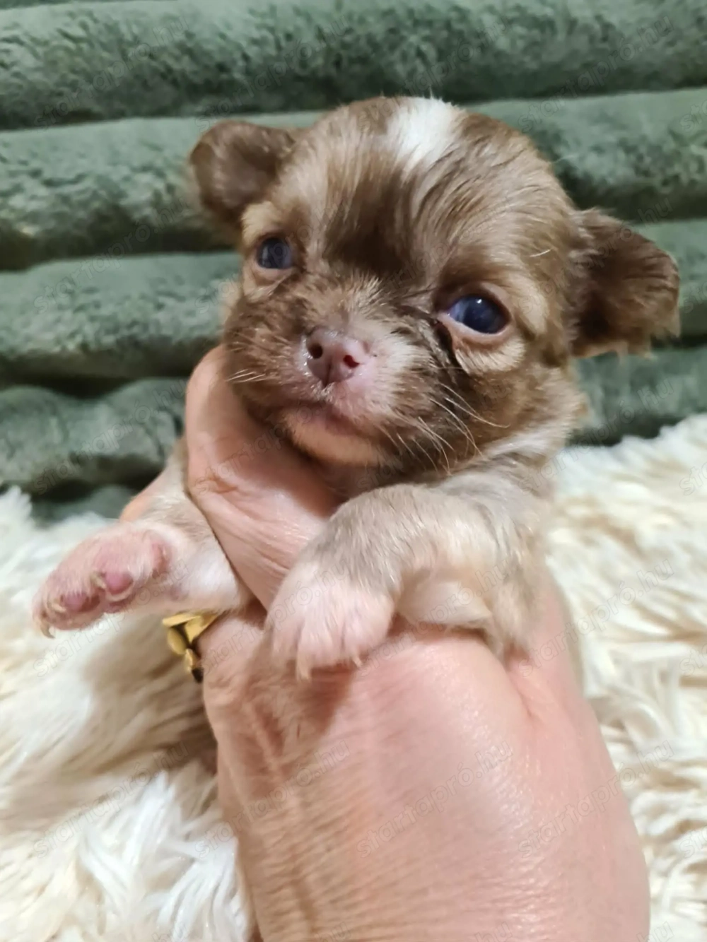 Törzskönyvezett csivava kölykök! Szultán-Sarki Haritage kennel.