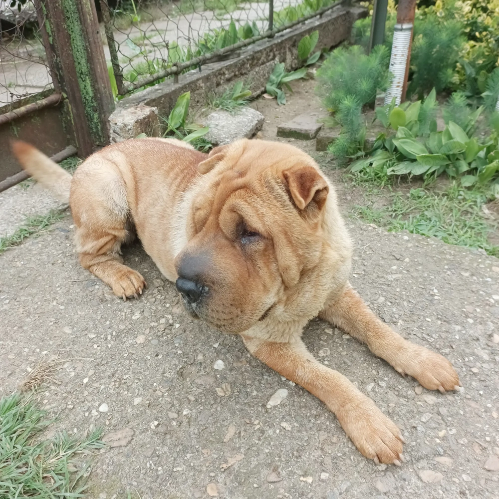 eladó shar pei